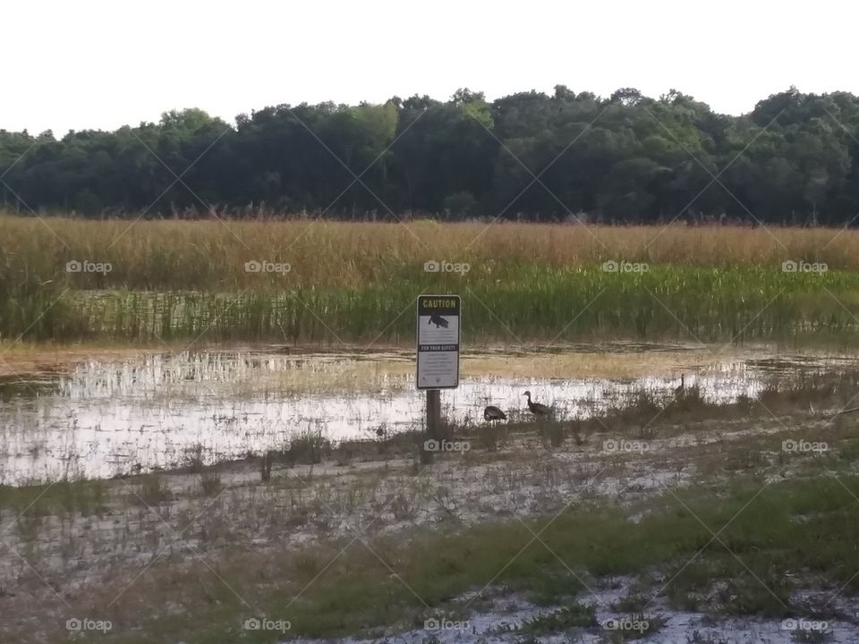 Lake in the park