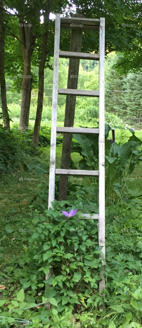 Flower with ladder 