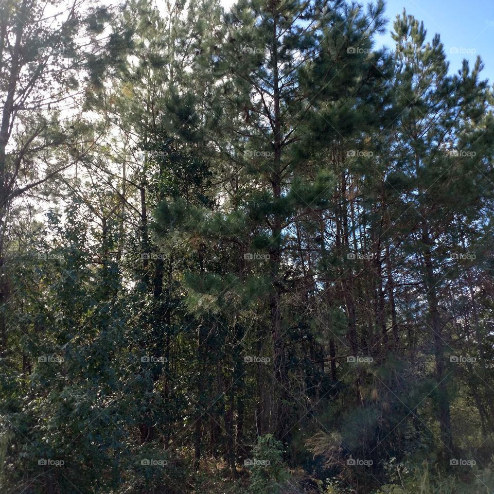 pine tree, Georgia Pine, fall in the air, sunny, nature