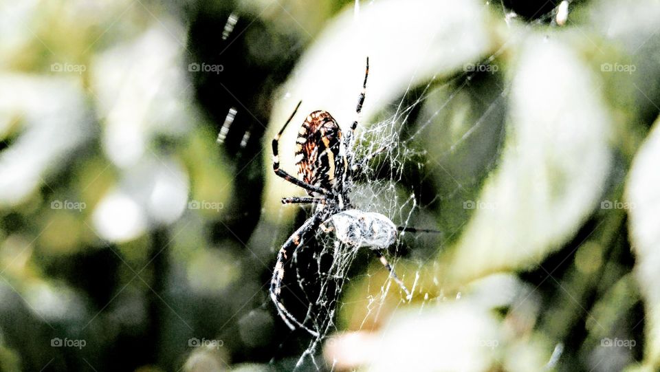 spider poland makrophotography insect