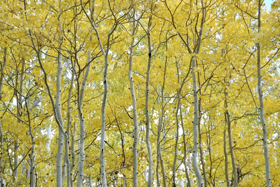 Aspen trees