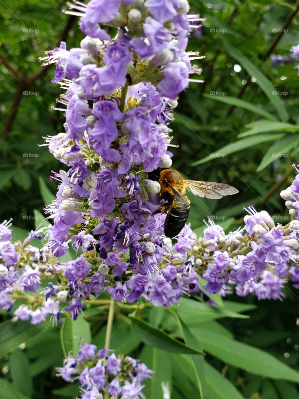 Nature, Flower, No Person, Flora, Garden
