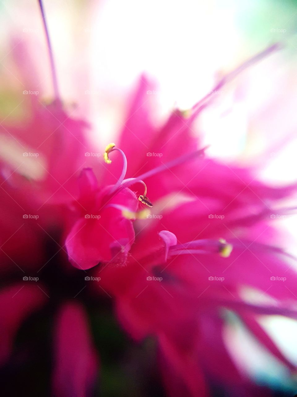 macro pink