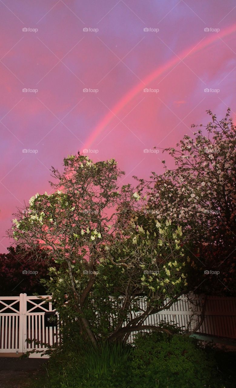 Pink sky with rainbow