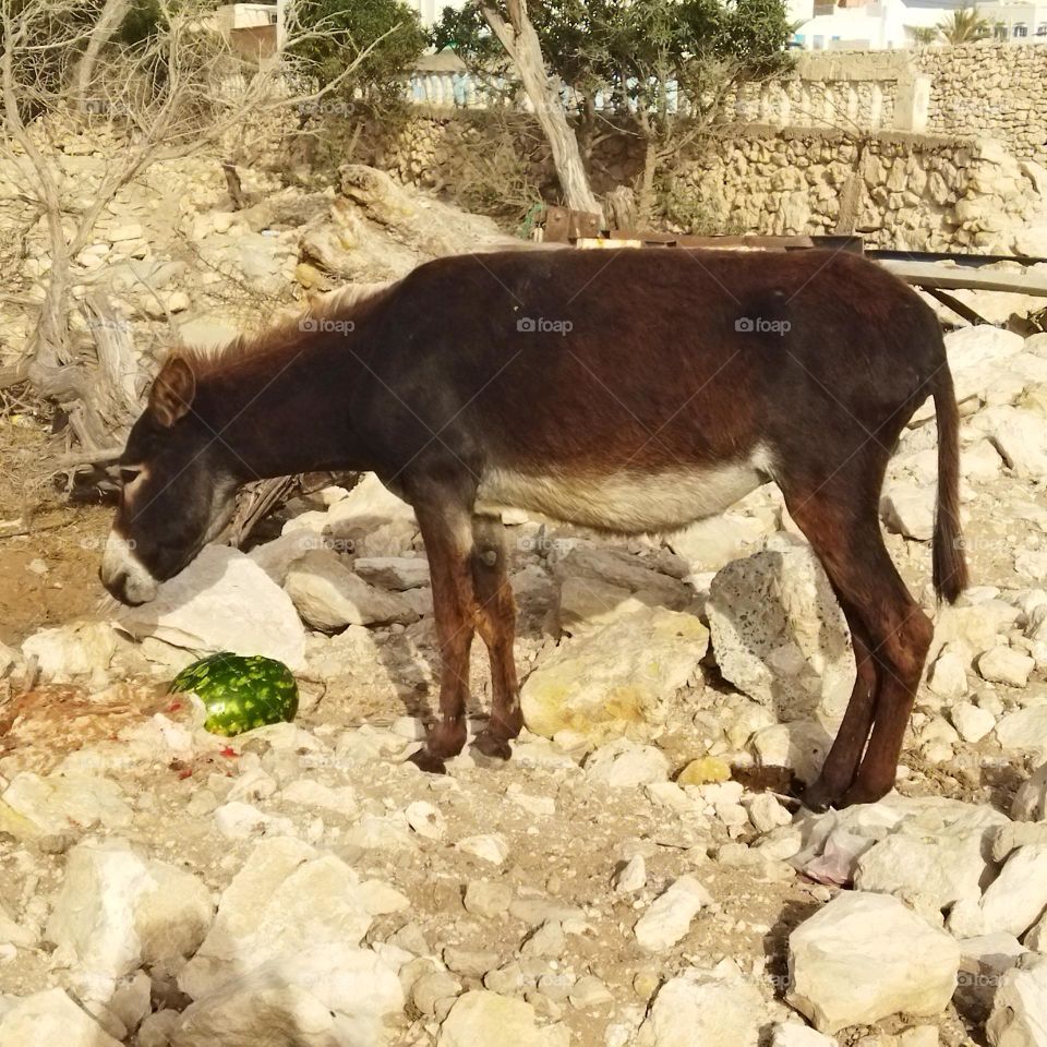 a beautiful donkey is eating watermelon.