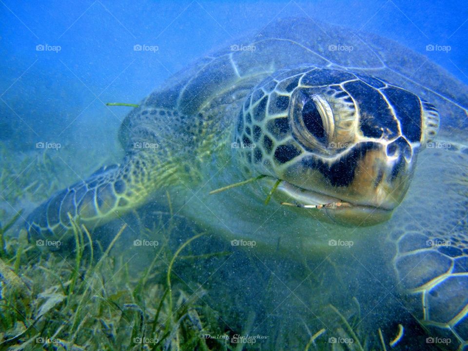 Red sea. Green turtle