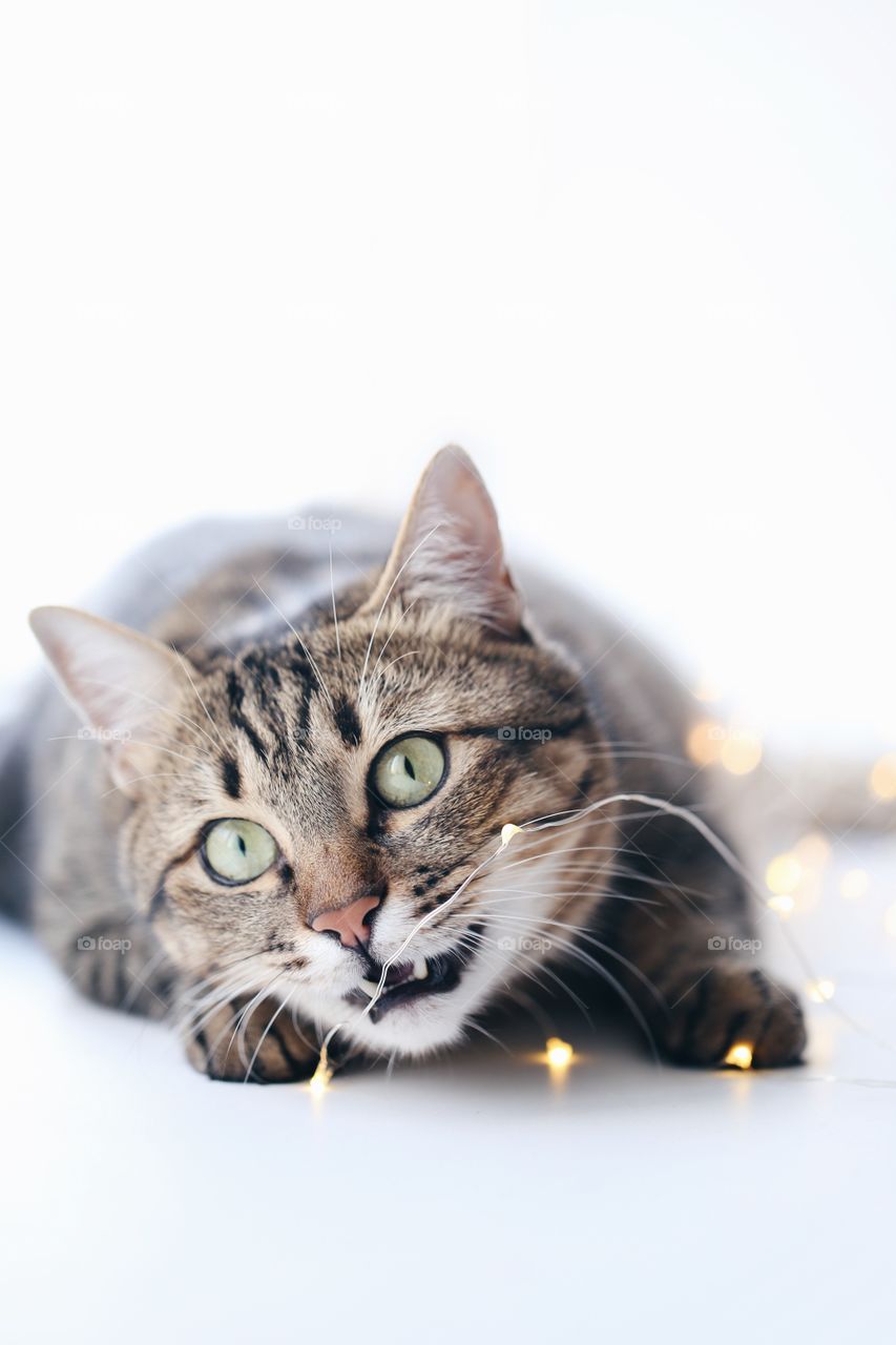 Cute cat with light garland