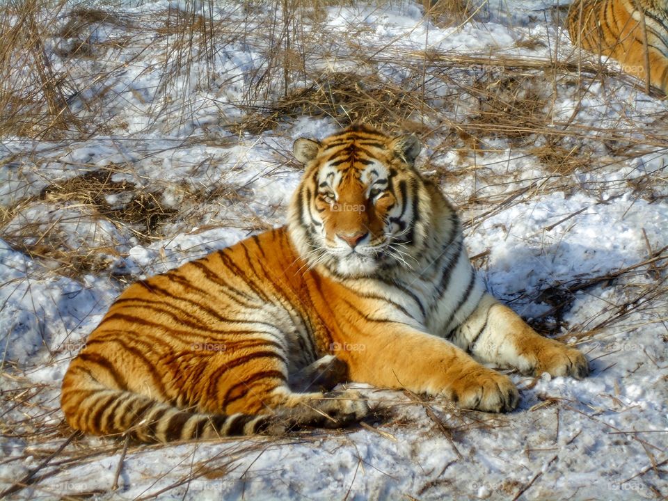 Tiger, Harbin, China.