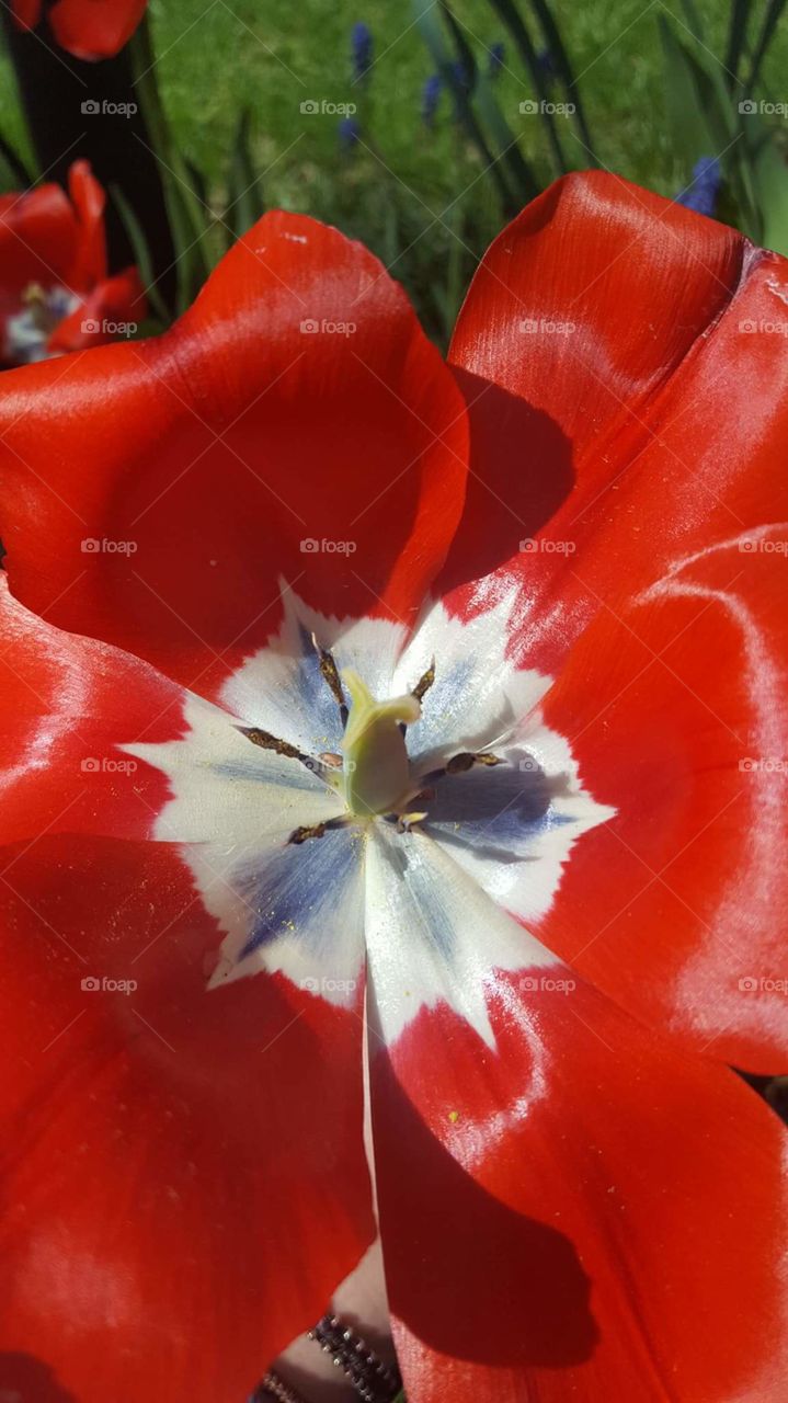 tulip