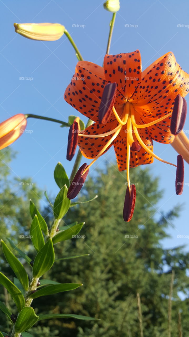 Tiger Lily in Minnesota
