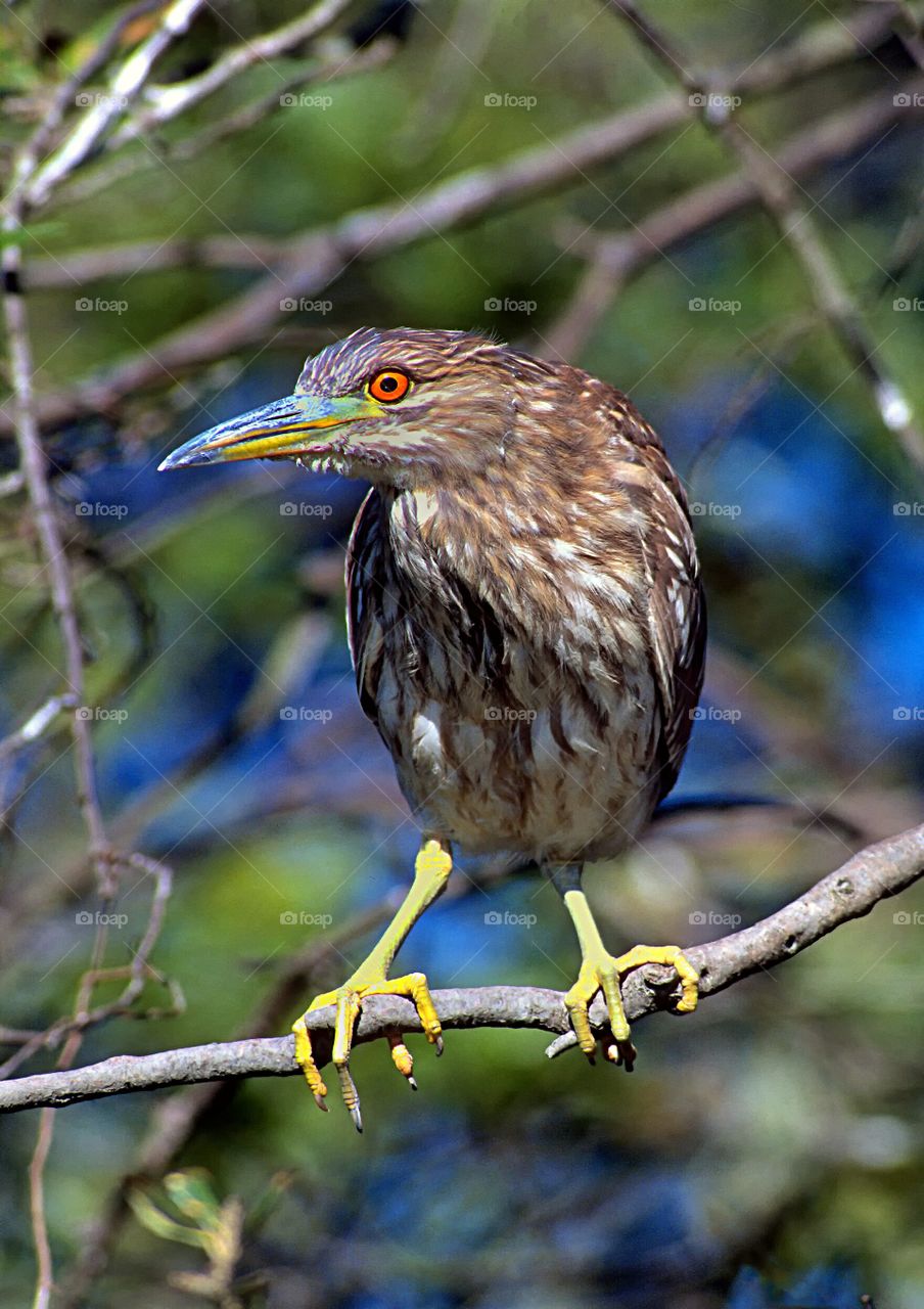 Portrait of a Night Heron.