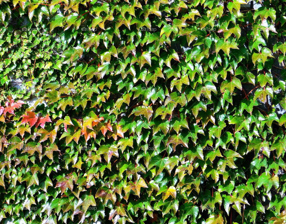 Beautiful Fall Vines