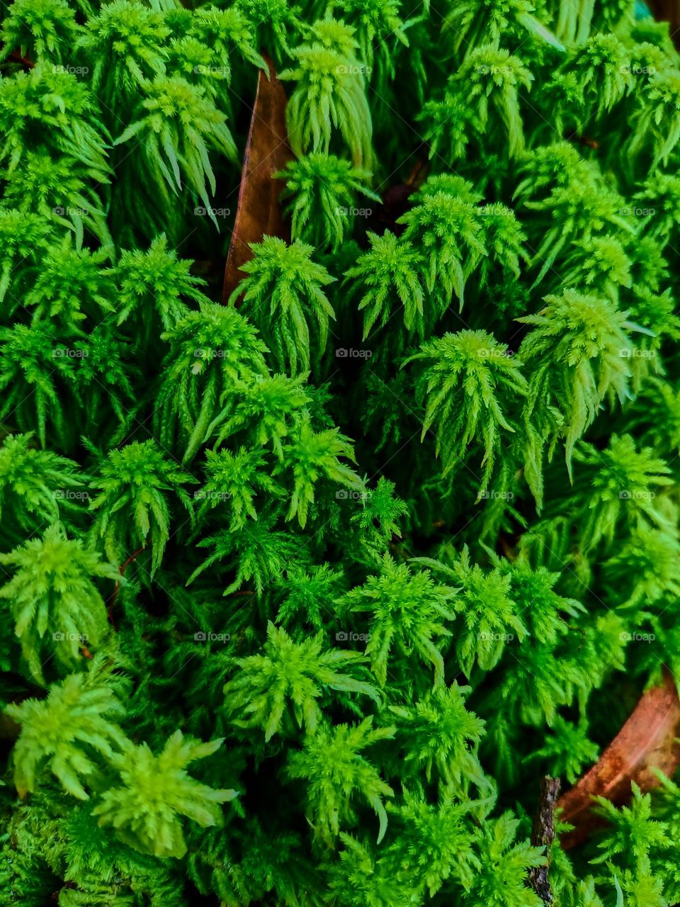 Close up of the peat moss (Sphagnum palustre), green moss Sphagnum