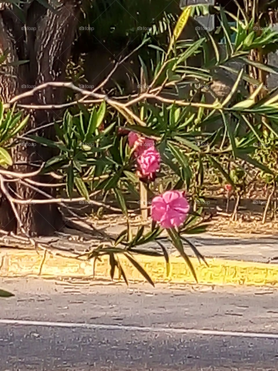 flor com perfume de mel
