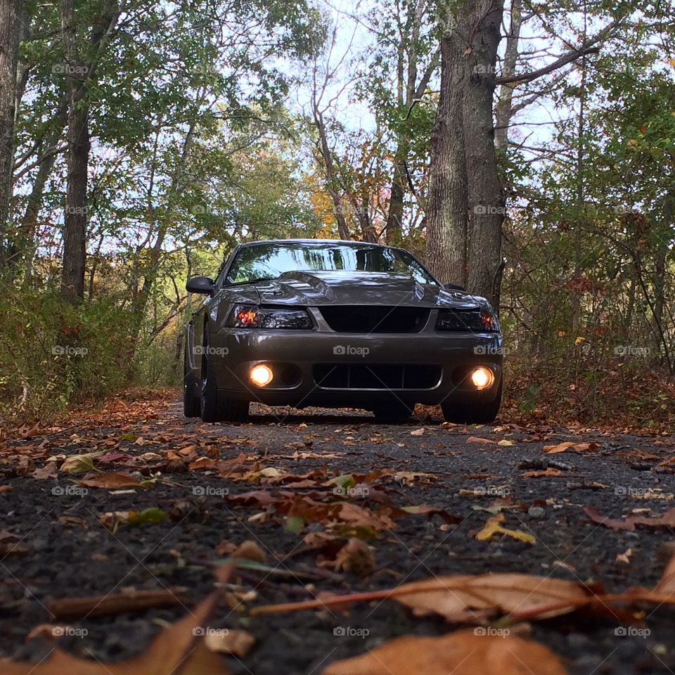 Mustang foliage 