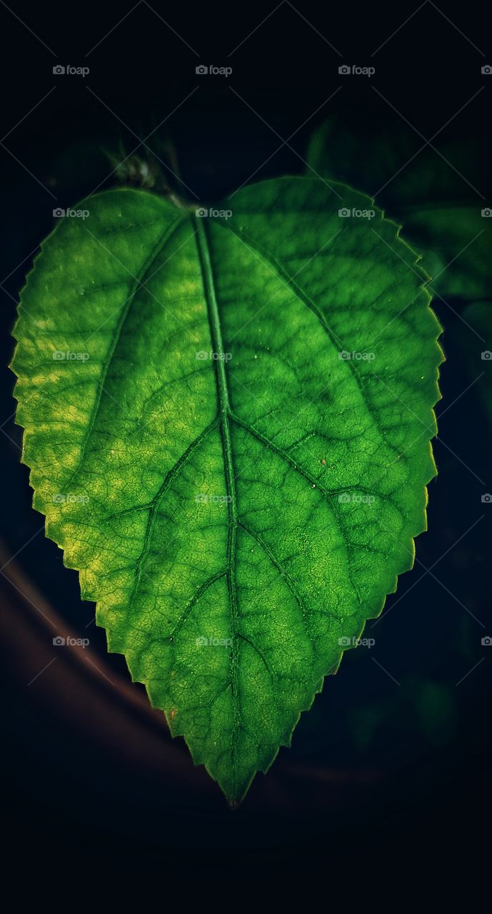 leaf