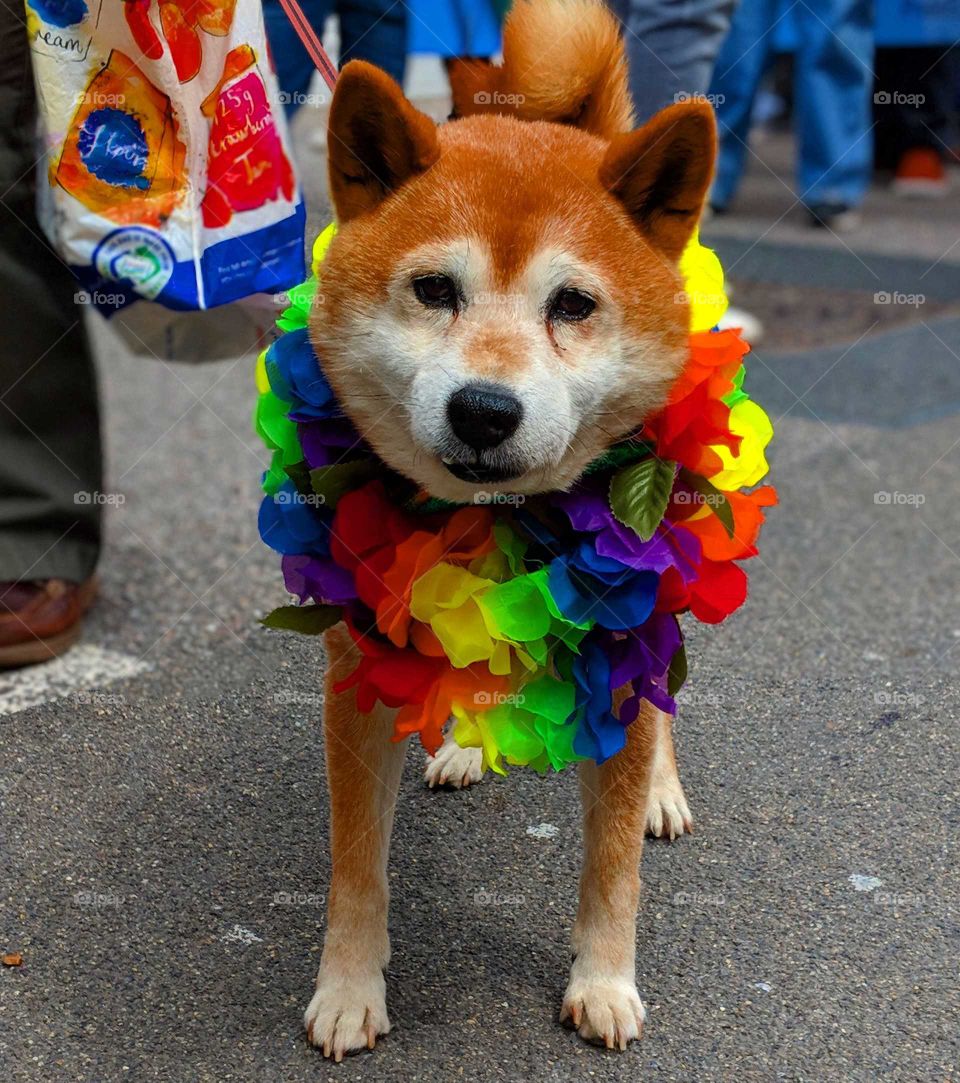 Happy cute Shiba dog celebrates LGBT pride with fashion and style