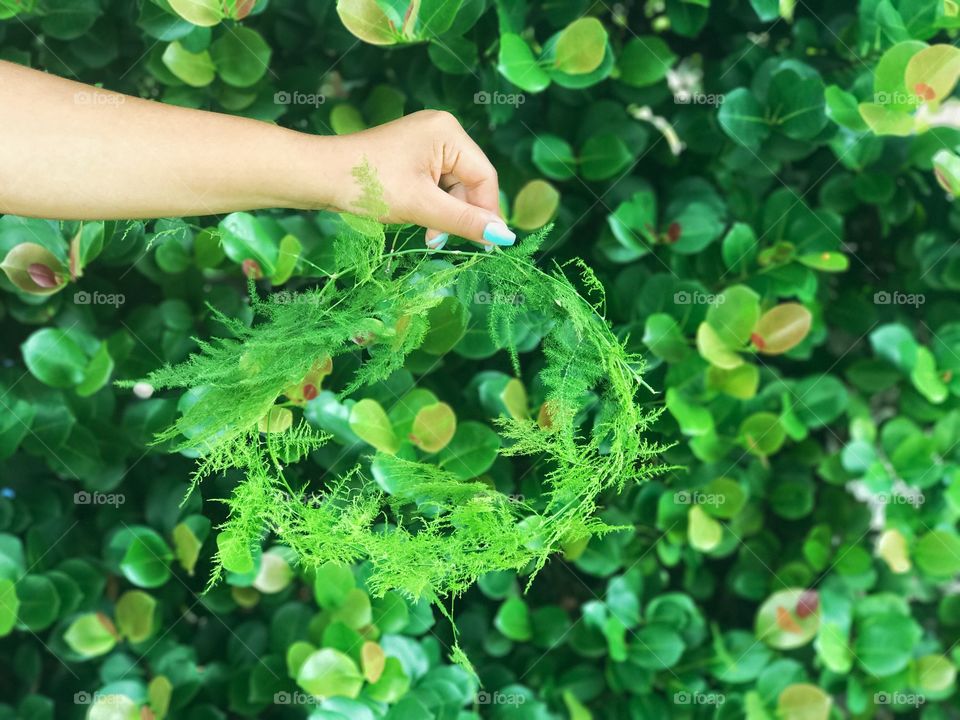 Nature, Garden, Leaf, Flora, Summer