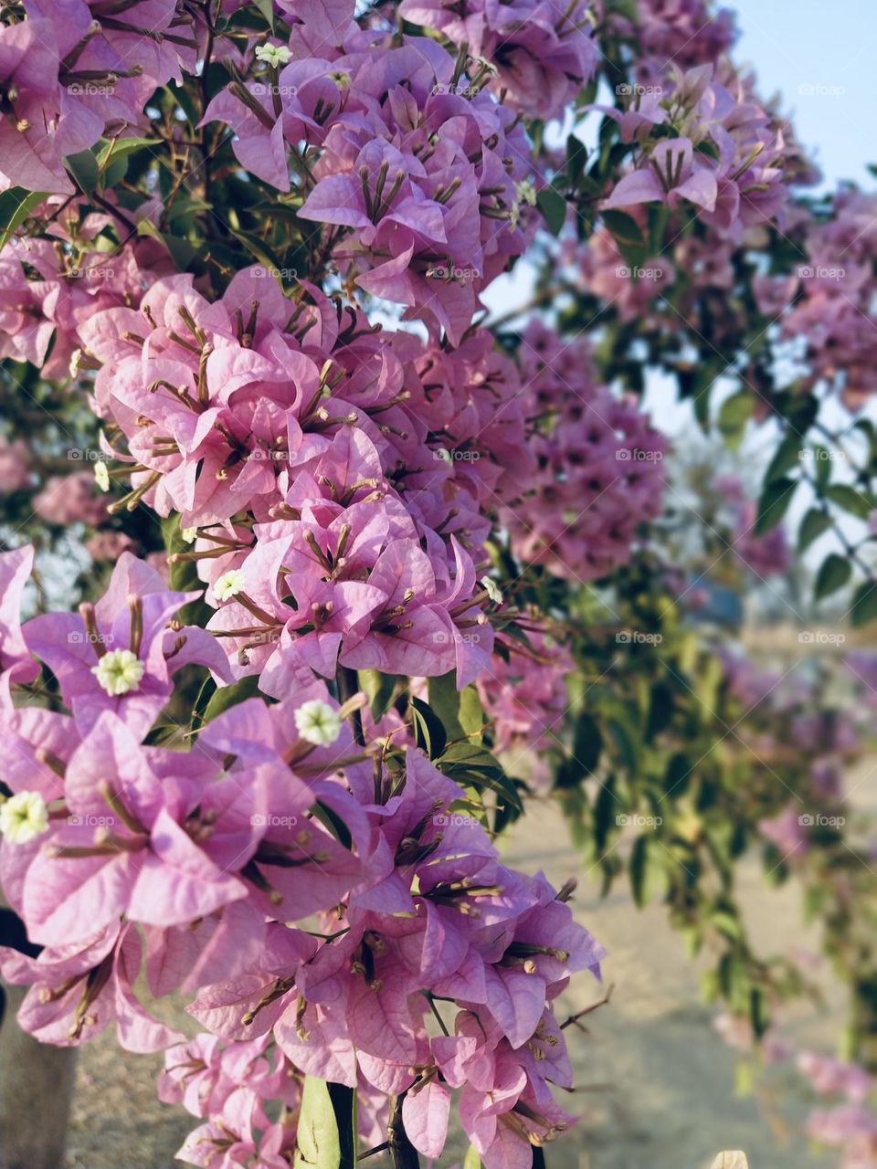 Bougainvillea flowers 🩷