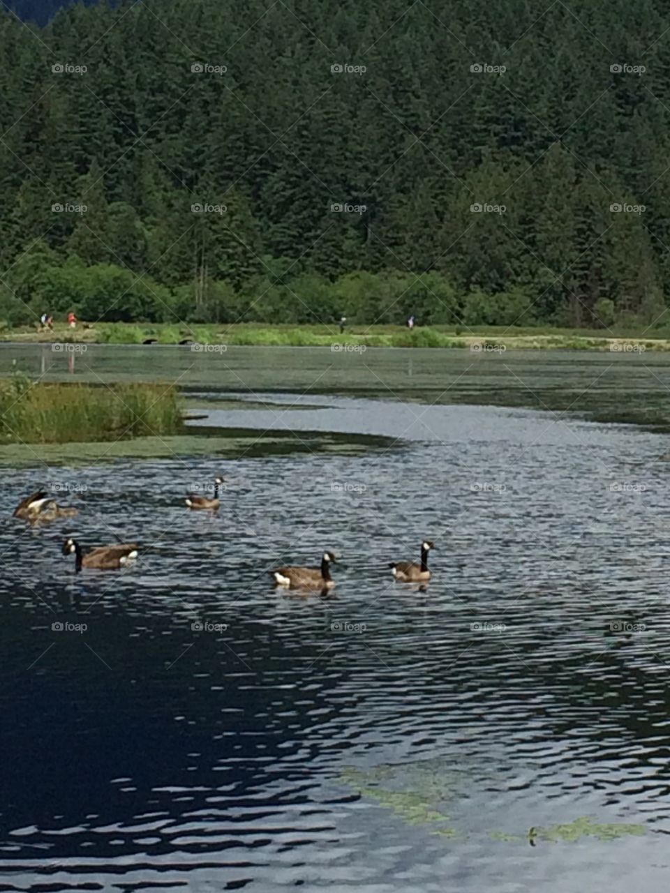 A flock of Canadian geese at Minnekhada  park B.C 