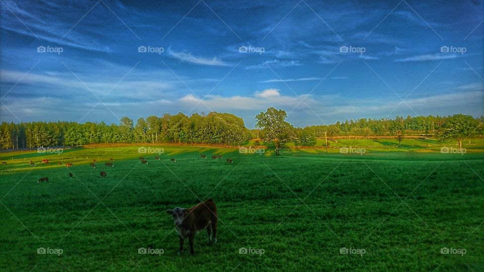 Cows, country side