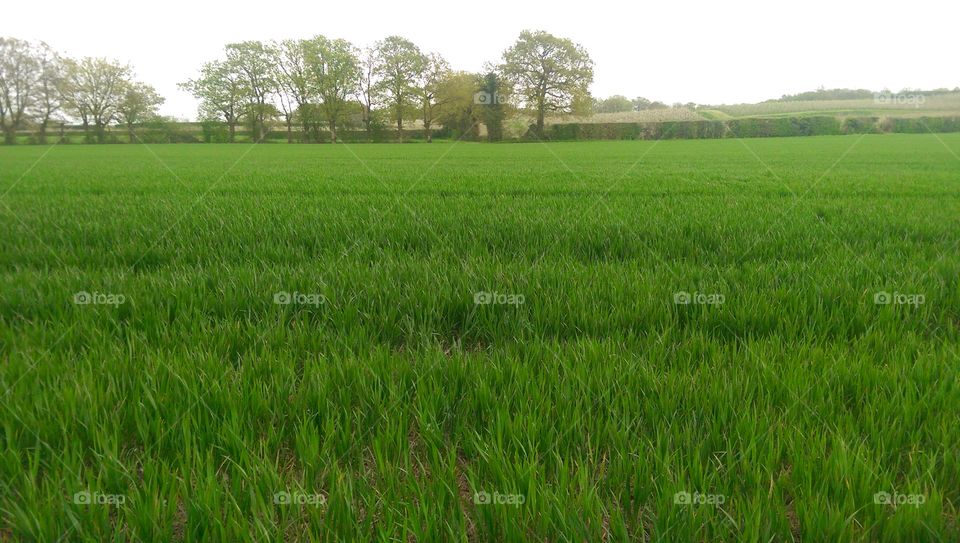 Emerald Fields
