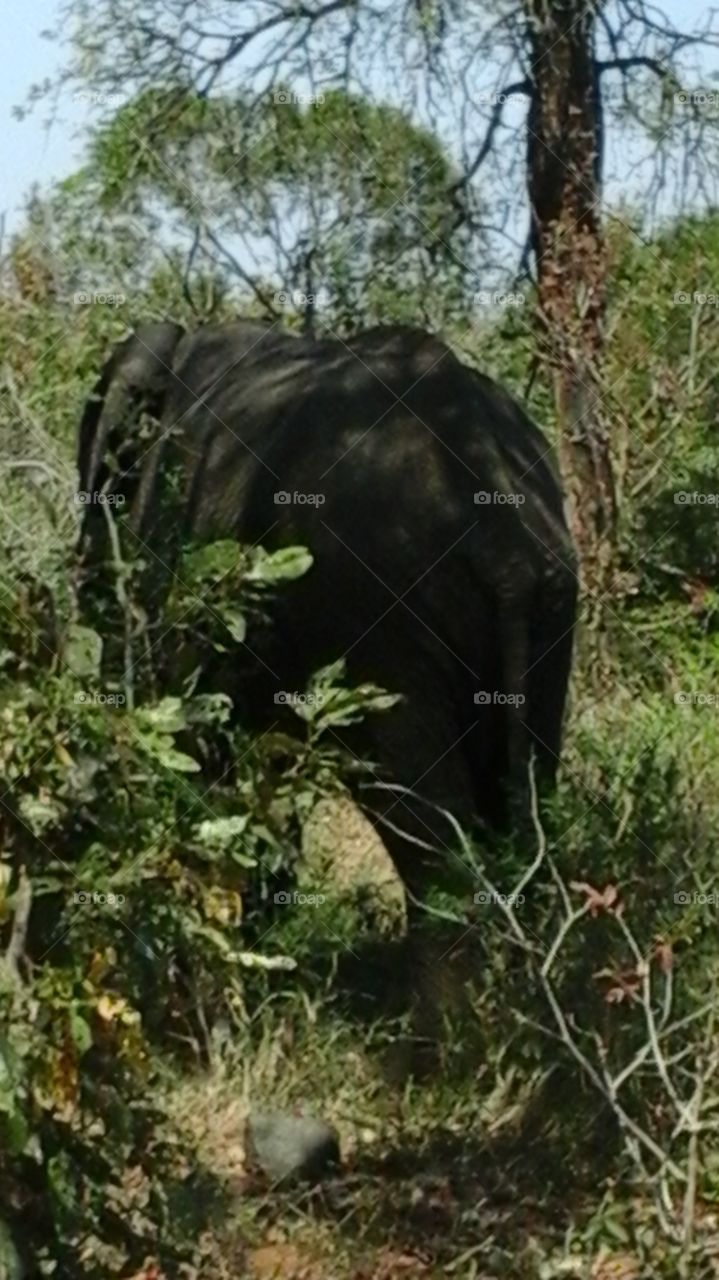 Elephant  Kruger Park SOUTH AFRICA