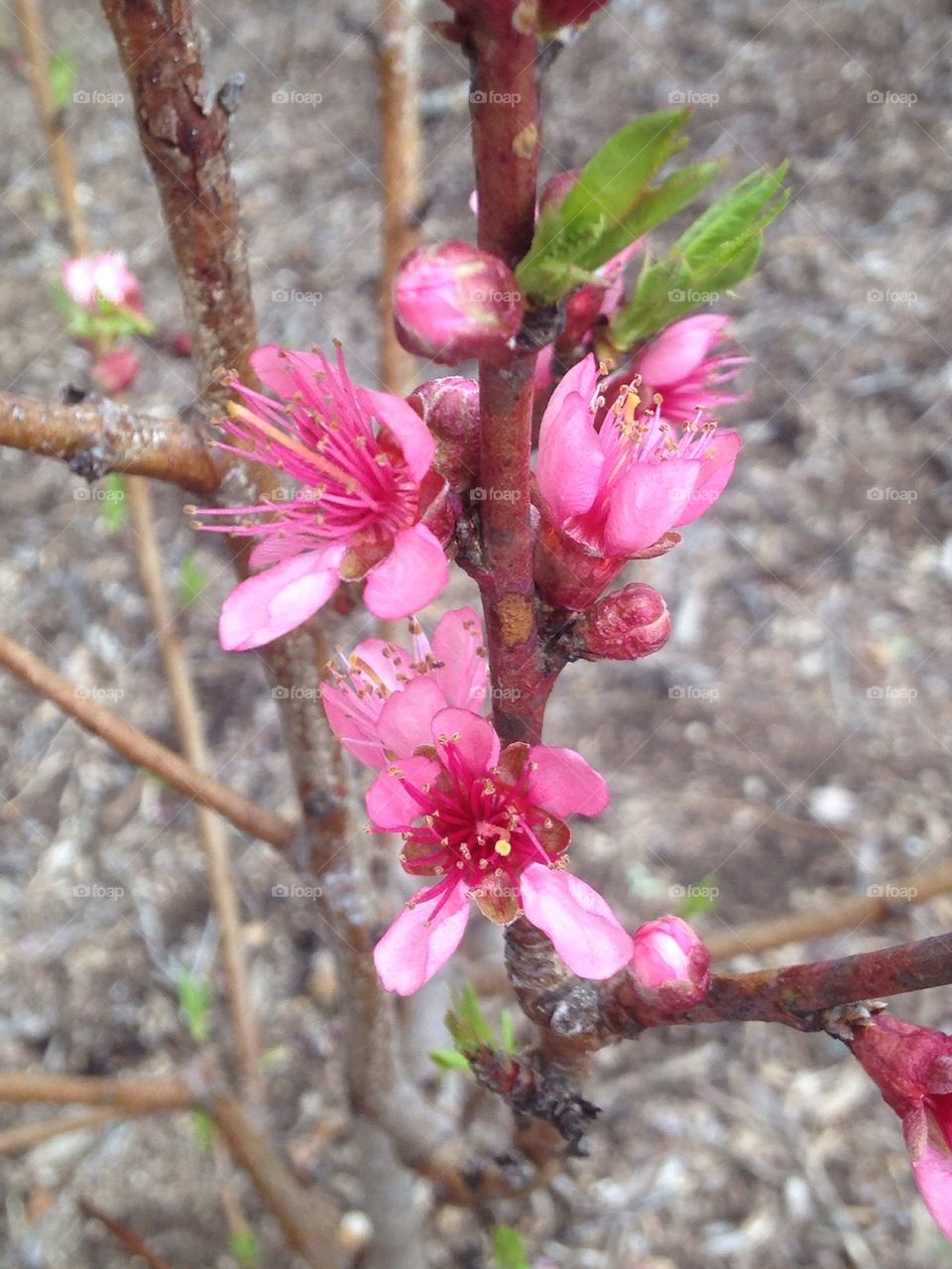 Blooming Peach Tree (1st yr)