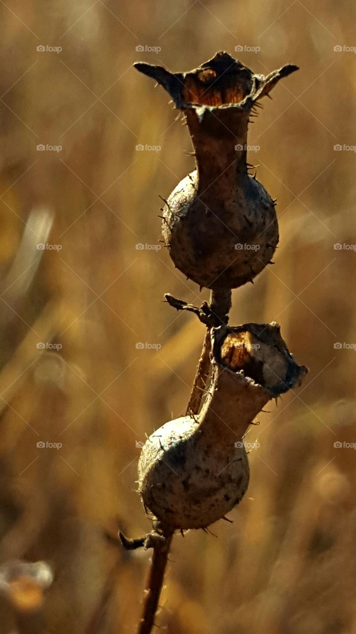 Bird, No Person, Wildlife, Nature, Outdoors