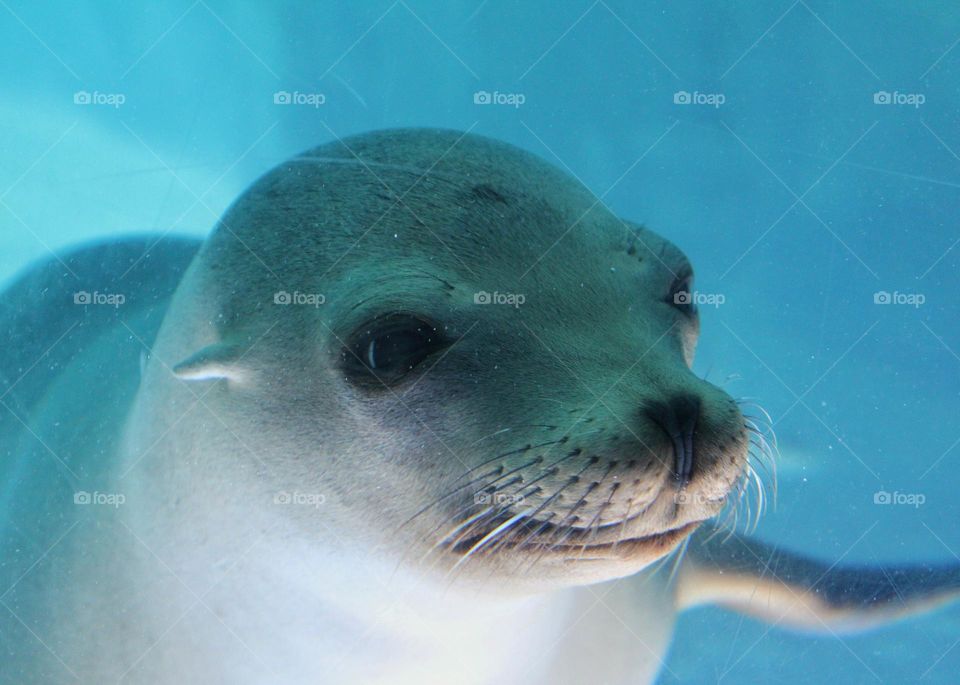 seal on the water