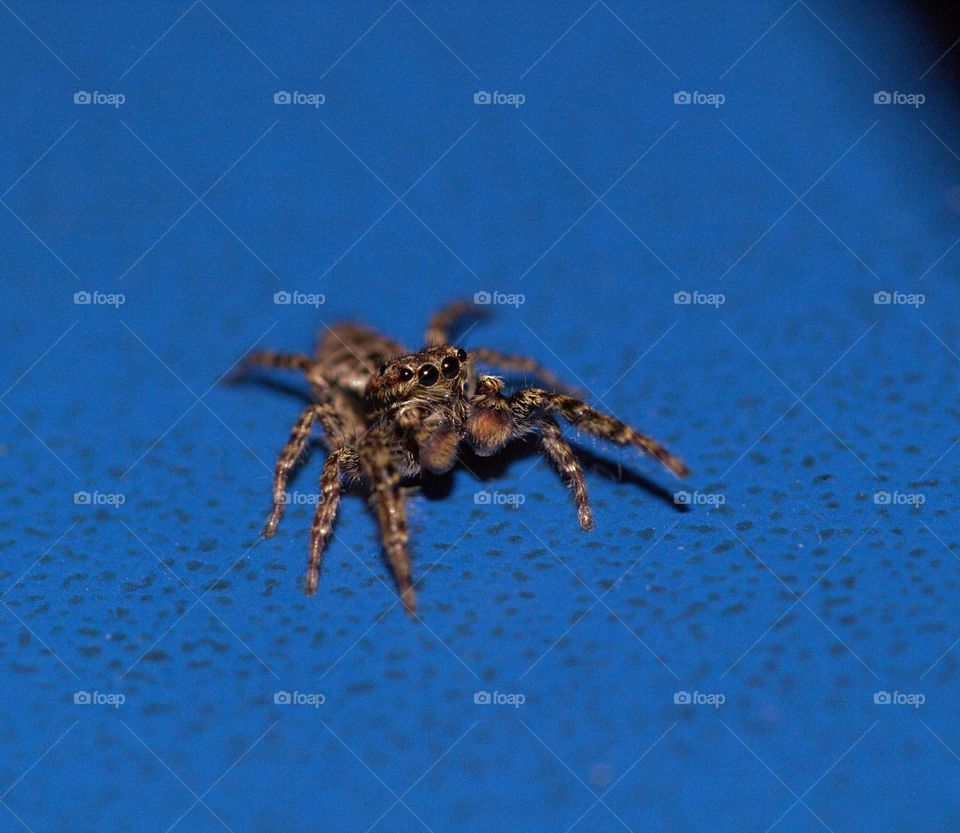 A fencepost jumping spider,part of the Salticidae family,a curios and beautiful branch of spiders.