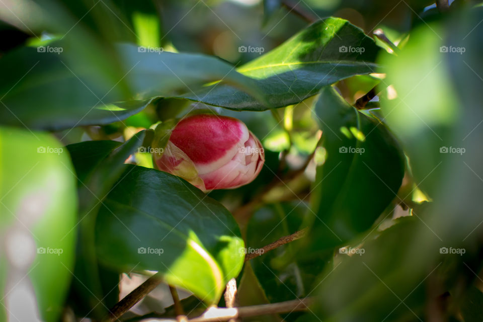 Camelia bud