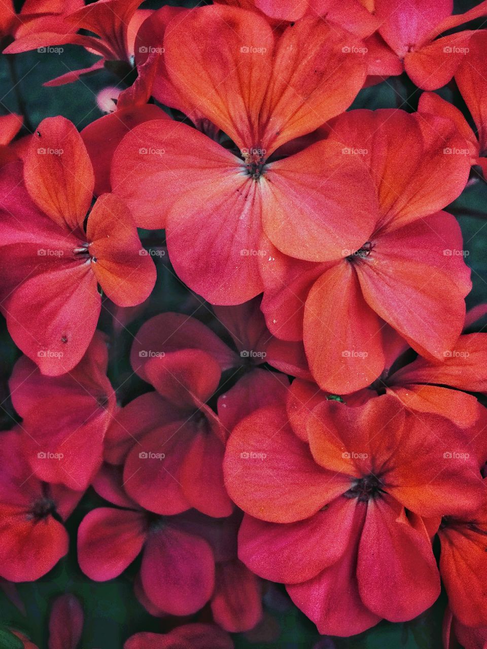 Red garden flowers texture 