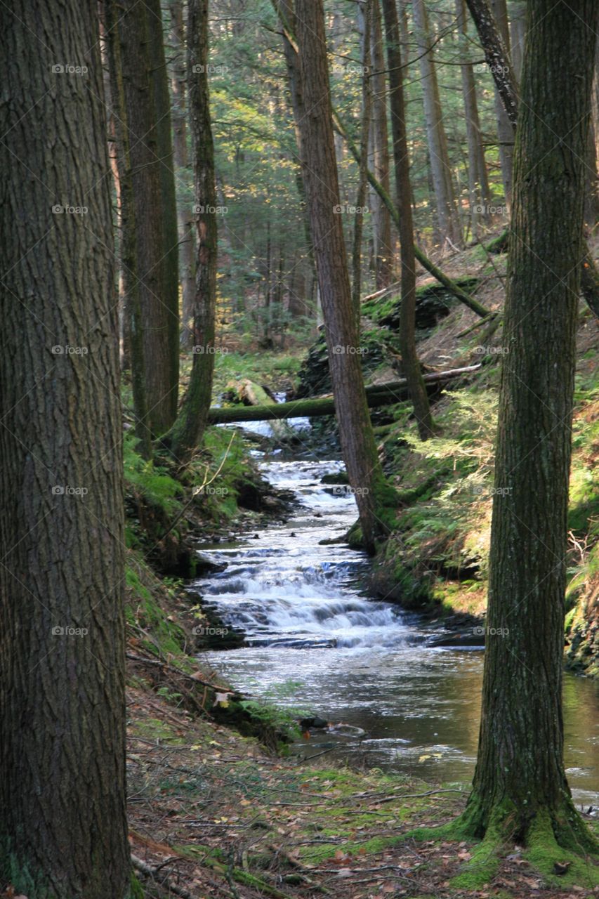 Forest, river, water, trees, nature 