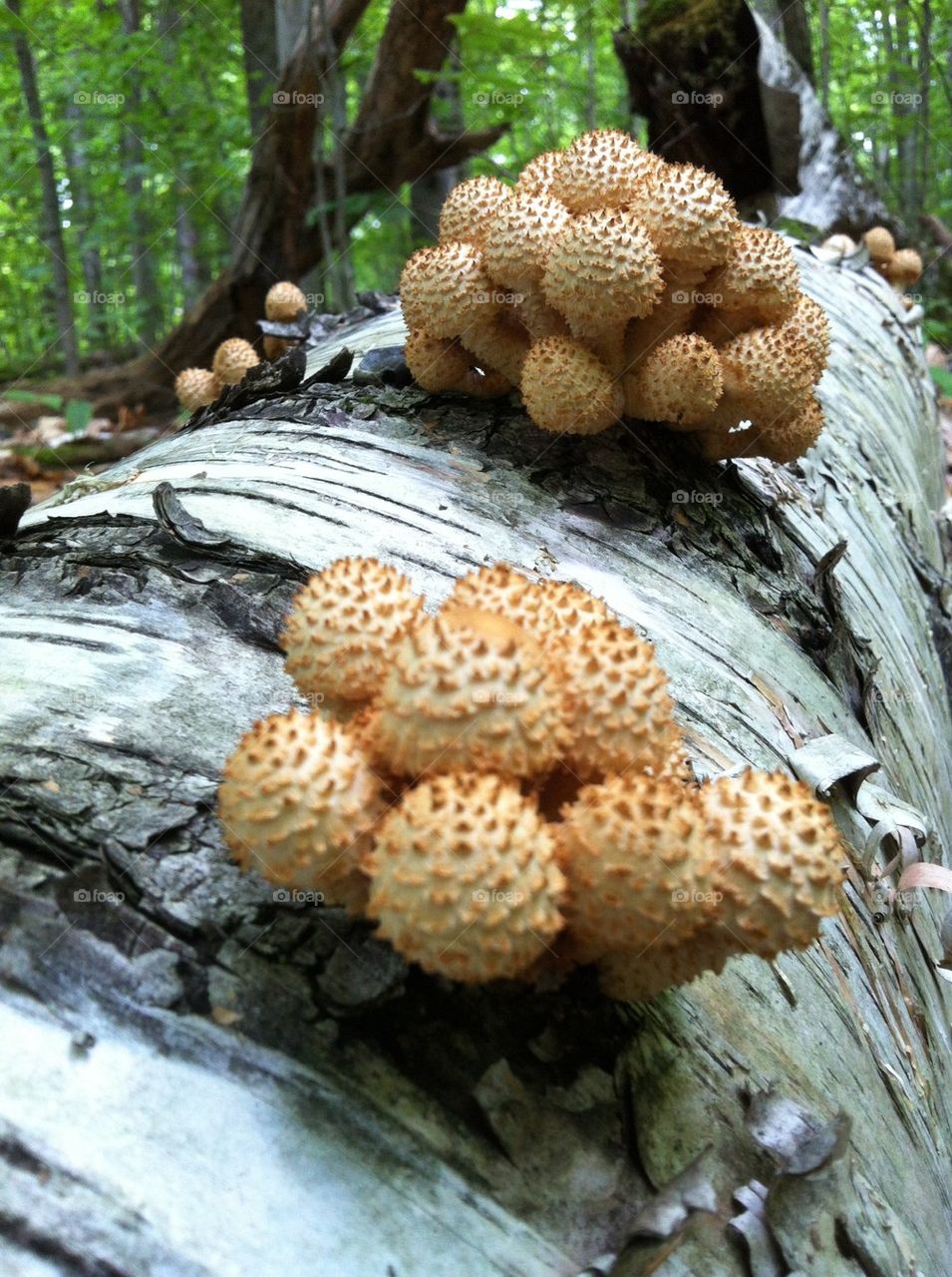 Mushrooms on log