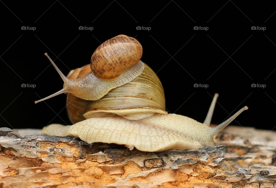 Snails family