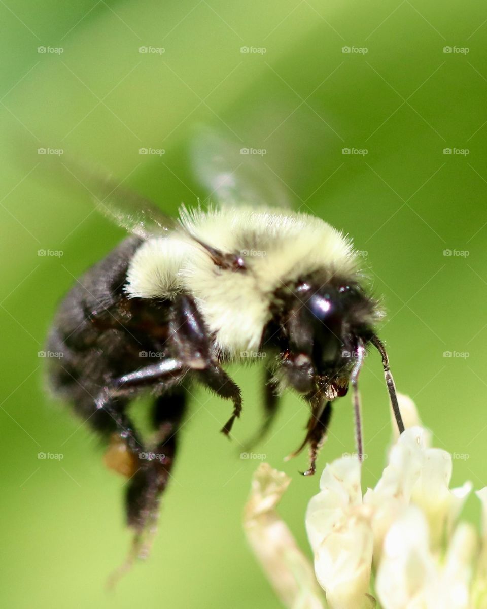 Carpenter bee with wings in motion