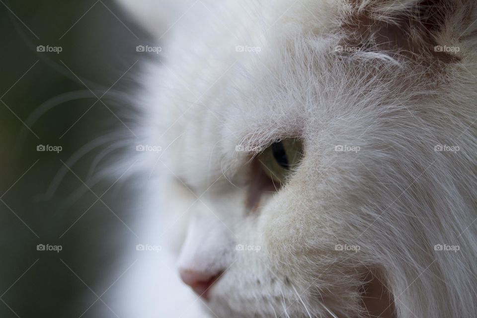 Side Face Profile of White Cat