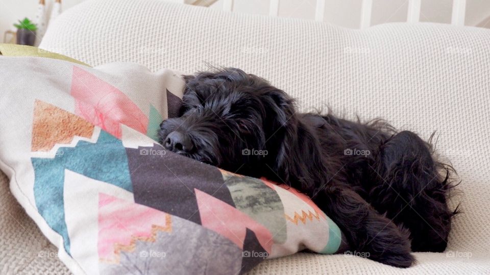 Sleeping puppy on a cushion