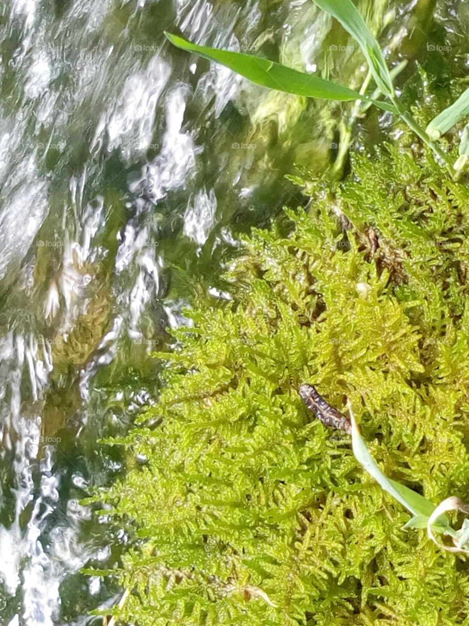 water and moss