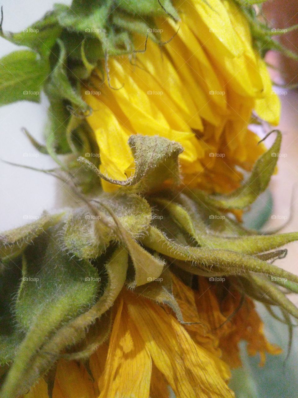 dying sunflowers