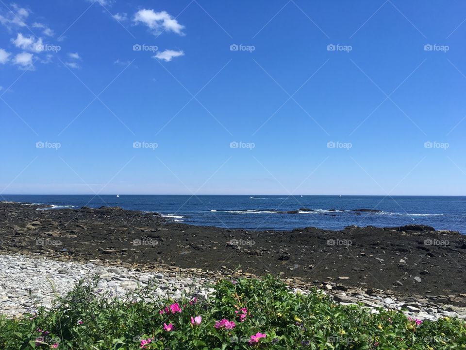 Coastal view From an island off the coast of Portland Maine, beautiful rock beach and wild flowers 