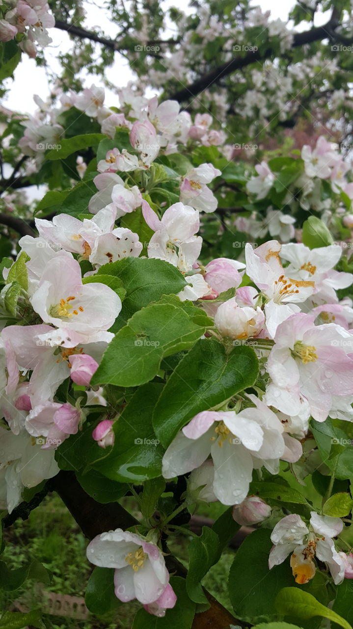 Apple Tree Blossoms 