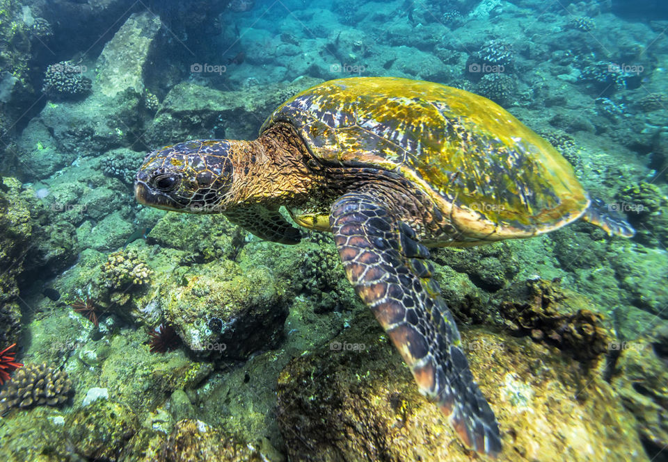 Hawaii underwater pictures