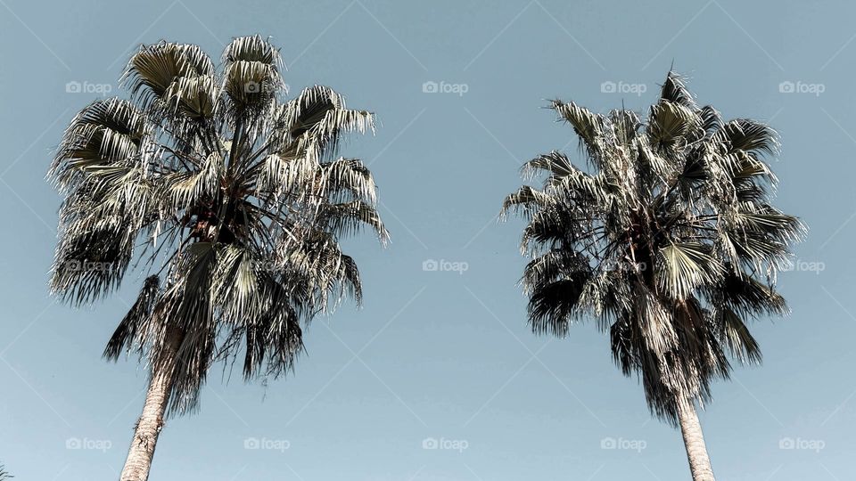 palm trees on the beach