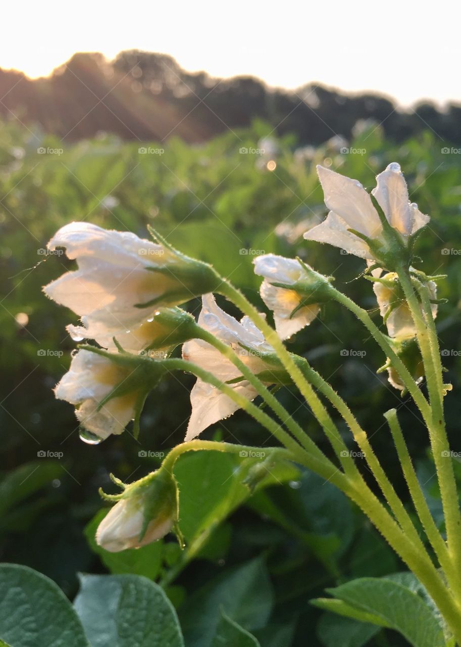 Freshly watered potato plant blossoms in early morning sunlight against a blurred field of potato plants and trees