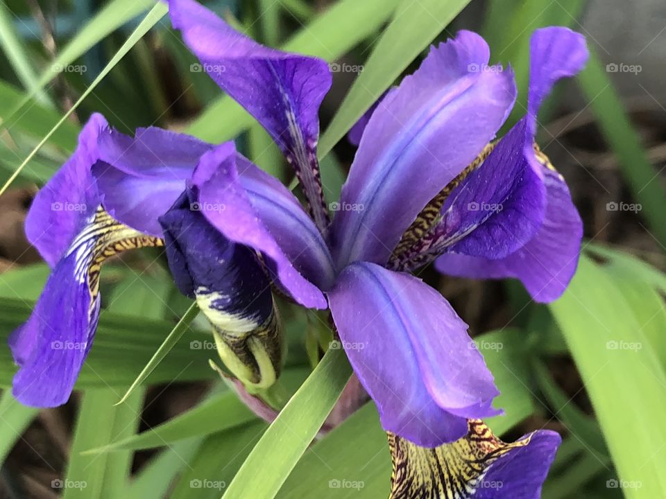 Purple Iris 