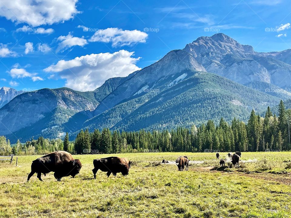 Bisons in the mountains 