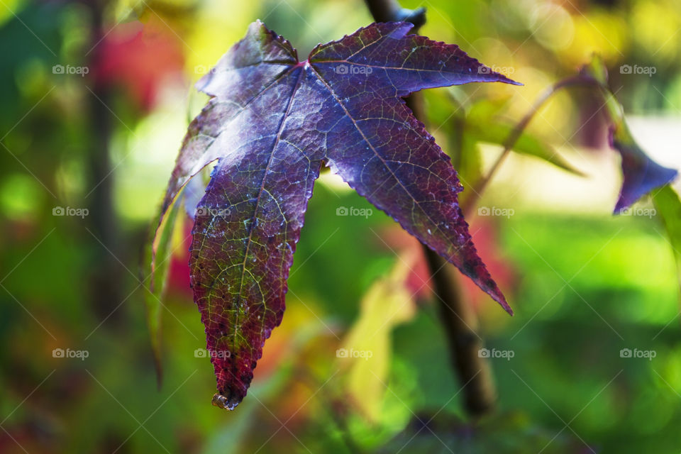 Close-up of a large dark red autumn leaf with a blurry background