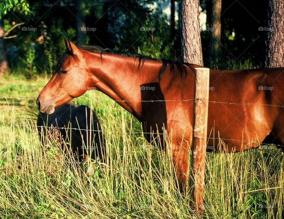 Horse in pasture